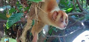 Di tengah keindahan alam Malang Selatan, Balai Besar KSDA Jawa Timur (BBKSDA Jatim) bekerja sama dengan TNI AL-Puslatpurmar 4 Pantai Baruna dan Perum Perhutani KPH Malang, melakukan pelepasliaran 49 ekor satwa liar pada Senin (15/7). Foto: Kominfo Jatimprov