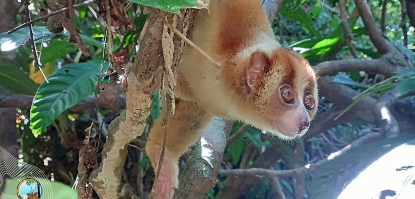 Di tengah keindahan alam Malang Selatan, Balai Besar KSDA Jawa Timur (BBKSDA Jatim) bekerja sama dengan TNI AL-Puslatpurmar 4 Pantai Baruna dan Perum Perhutani KPH Malang, melakukan pelepasliaran 49 ekor satwa liar pada Senin (15/7). Foto: Kominfo Jatimprov