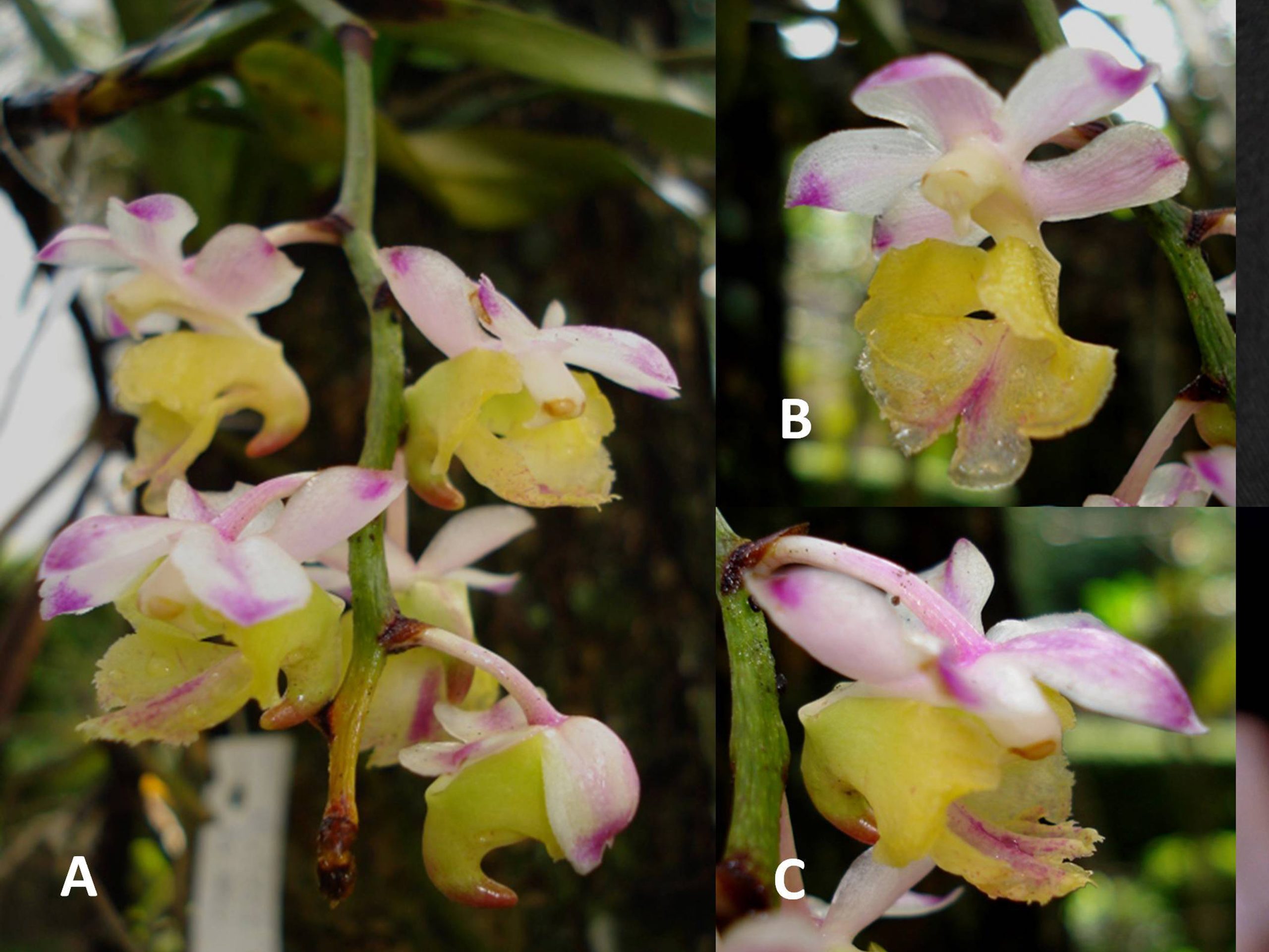 Anggrek spesies baru yang ditemukan oleh peneliti BRIN