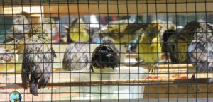 Balai Besar Konservasi Sumber Daya Alam (BBKSDA) Jawa Timur, bekerja sama dengan Balai Karantina Hewan Ikan dan Tumbuhan (BKHIT) Jawa Timur, telah berhasil melepasliarkan 275 ekor burung Madu pengantin (Leptocoma sperata) di Taman Wisata Alam Gunung Baung, Pasuruan.