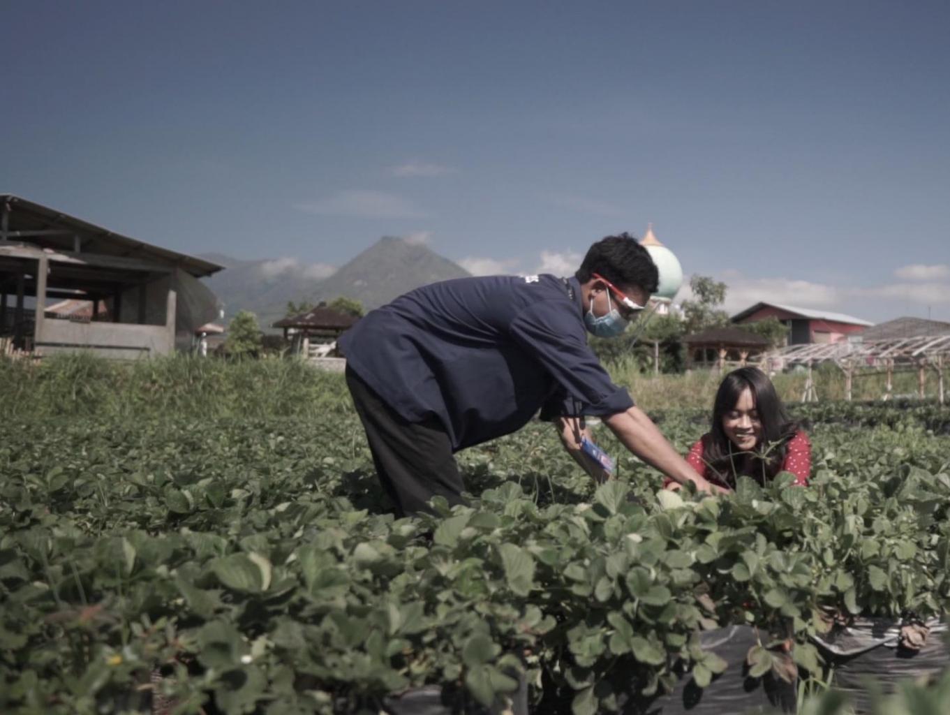 Di antara hijau perbukitan Jawa Timur, Desa Wisata Pandanrejo berdiri sebagai destinasi yang menawan dengan daya tarik utama stroberi.