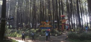 Hutan Pinus Semeru (HPS) di Desa Sumberputih, Kecamatan Wajak, Kabupaten Malang, menjadi pilihan tepat bagi wisatawan.