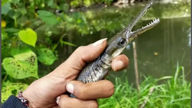 Alligator gar atau ikan aligator (Atractosteus spatula) adalah salah satu spesies ikan predator terbesar yang hidup di perairan tawar Amerika Utara.