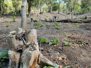 Tim PROFAUNA Indonesia menemukan bahwa 1,5 hektar hutan lindung di Tlekung, Batu, telah dibabat habis pada Agustus 2024 untuk kepentingan pertanian.