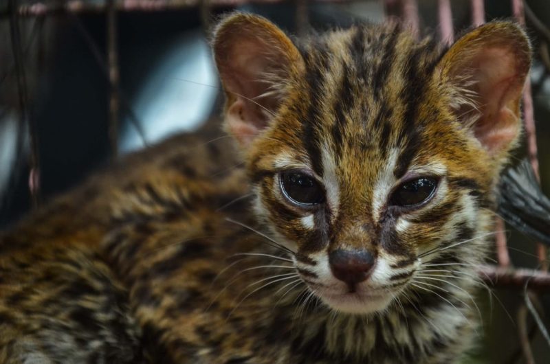 Pada Rabu, 16 Oktober 2024, Tim Matawali Resort KSDA Wilayah 02 Blitar melakukan evakuasi dua anakan Kucing Kuwuk (Prionailurus bengalensis) yang menggemaskan dari kebun tebu di Tulungagung.