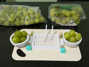 Untuk memastikan anggur Shine Muscat yang kita makan aman, Badan Pangan Nasional (NFA) bekerja sama dengan pemerintah daerah melakukan pemeriksaan cepat