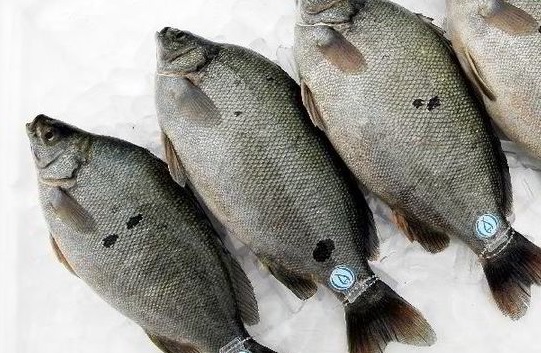 Dalam upaya mengembangkan sektor perikanan, Menteri Kelautan dan perikanan (KP) Sakti Wahyu Trenggono telah mengenalkan ikan jade perch, spesies air tawar dari Australia
