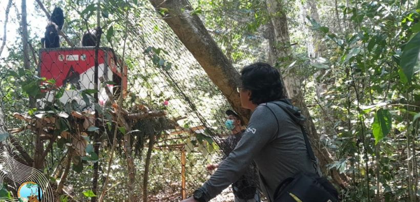Sebagai bagian dari upaya konservasi, lima ekor Lutung Budeng telah dilepasliarkan di Cagar Alam Pulau Sempu oleh Balai Besar Konservasi Sumber Daya Alam (BBKSDA) Jatim