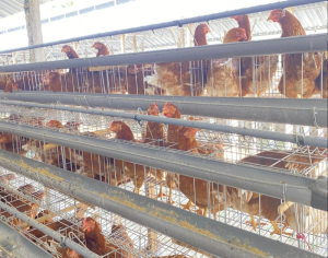 Sebagai bentuk kepedulian sosial, PT PLN (Persero) menginisiasi program 'Zero Stunting Eggcellent' di Desa Karangkates, Kecamatan Sumberpucung, Kabupaten Malang.