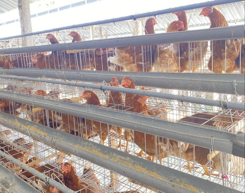 Sebagai bentuk kepedulian sosial, PT PLN (Persero) menginisiasi program 'Zero Stunting Eggcellent' di Desa Karangkates, Kecamatan Sumberpucung, Kabupaten Malang.