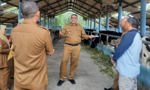 Keju Guoda Kabupaten Malang