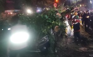 Pohon tumbang Malang 