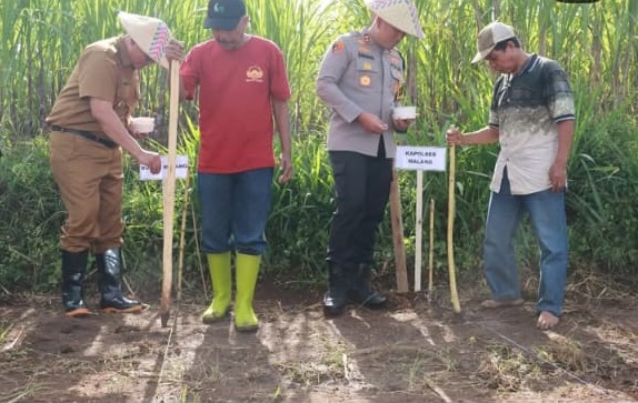 Penanaman Jagung serentak Malang