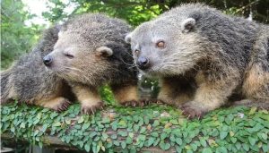 Binturong Kota Malang