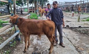 PMK Pasar Hewan Gondanglegi