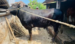 PMK Kabupaten Malang