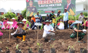 Penanaman Jagung Serentak Batu