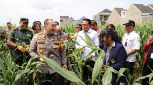 Panen Raya Jagung Malang