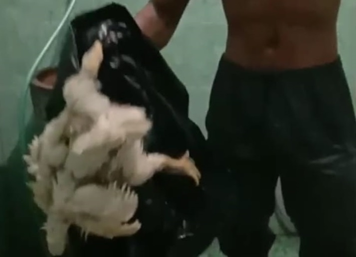 ayam tiren binaraga malang