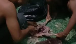 binaraga malang ayam tiren